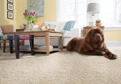 Pet Owners: Tips to Maintain a Beautiful Home