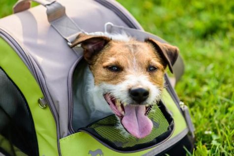 Traveling With Pets? What to Know