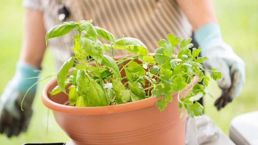 An easy way to boost your curb appeal? Container plants!