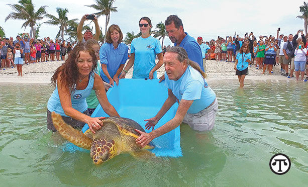 Credit: Bob Care, Florida Keys News BureauThe Turtle Hospital staff releases a rehabilitated loggerhead sea turtle in Marathon in the Florida Keys.(NAPS)